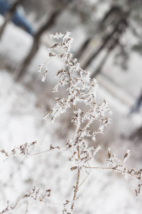 树枝上覆盖着雪和霜