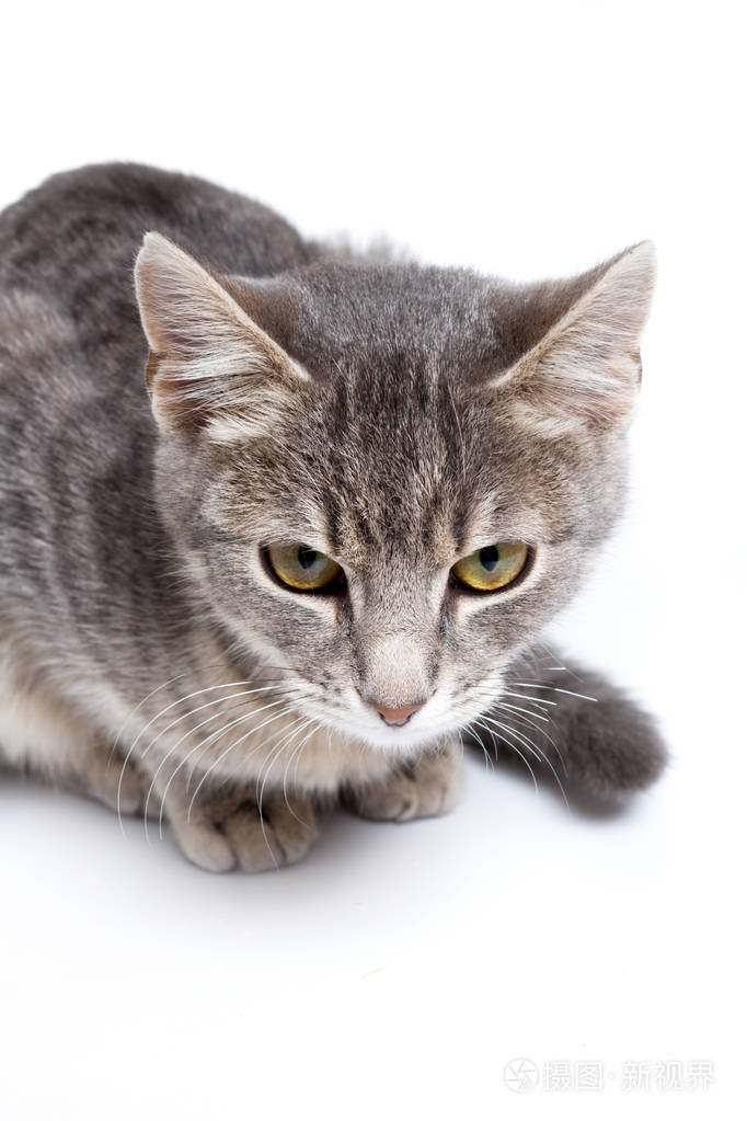 在白色灰色斑纹猫