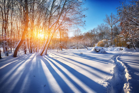 在雪中树木美丽的冬天夕阳与树木在雪中照片