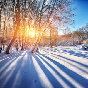 美丽的冬天夕阳与树木在雪中