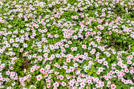 花园中的白色花被花