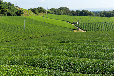 绿茶农场