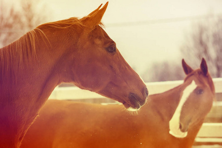 两个俄罗斯顿河马照片