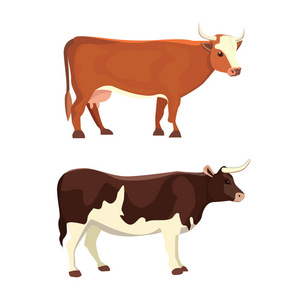 不同的奶牛，孤立的矢量图。哺乳动物有趣的动物。集的奶牛
