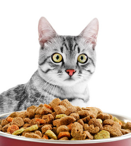 可爱猫咪和干粮的碗图片