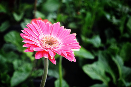 粉红色的红色白色 gerbera jamesonii