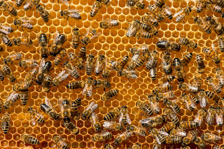 蜜蜂在蜂房蜂窝的特写