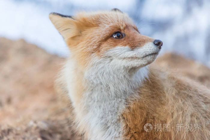 一只狐狸的肖像