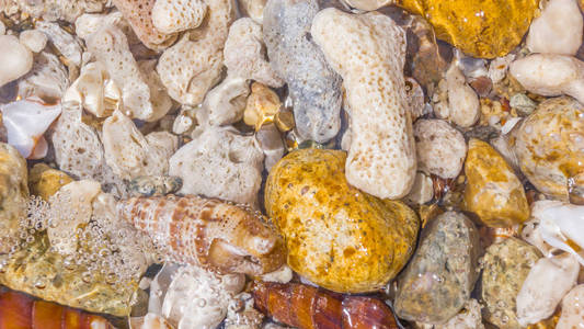 贝壳和珊瑚的背景