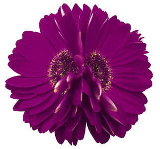 非洲菊花紫罗兰色。特写镜头。两朵美丽的花。白色背景。性质