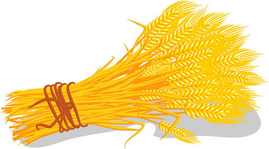 小麦卡通手绘卡通束的白色背景上的小麦照片