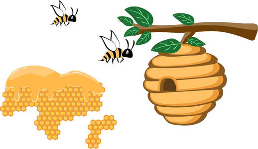 野生蜂巢蜂窝和野生蜂巢和白色背景上树上的蜜蜂照片