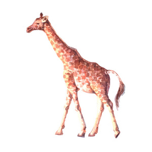 水彩的现实长颈鹿热带动物隔离图片