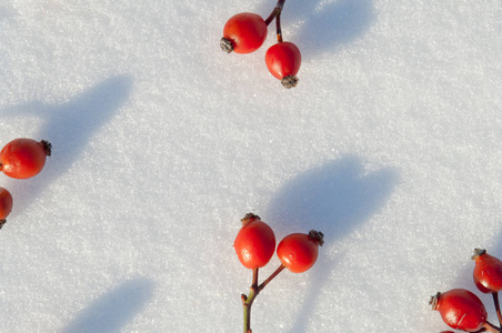 冬天雪背景装饰着玫瑰果浆果
