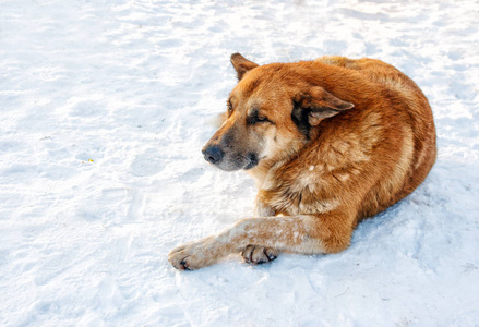 大红狗躺在雪