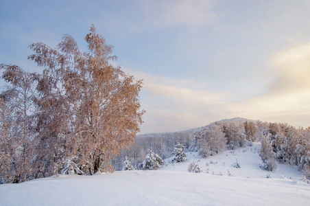 冬日夕阳雪场与照明的白桦树在森林小山山顶上的背景