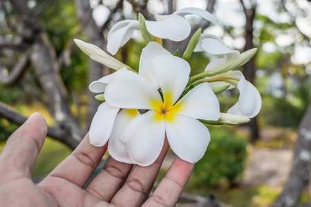 手触摸普利利亚花