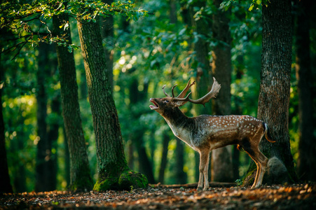 鹿站在树林里