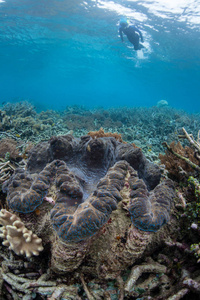 巨蚌和潜水员拉贾安帕