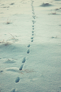 欧洲狐狸轨道在雪