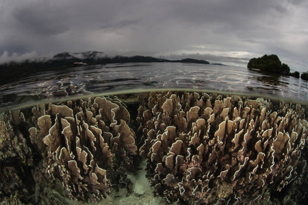只是在表面拉贾安帕下脆弱的珊瑚