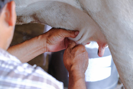挤奶的女工图片