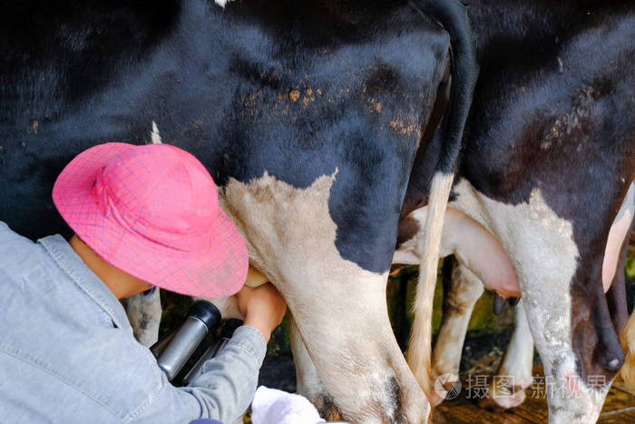 在泰国农民手挤奶