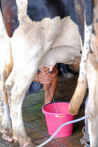 挤奶的女工图片
