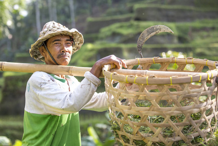 巴厘岛的稻场工人