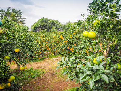 在济州岛，韩国橘橙农场