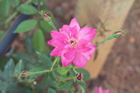 粉红色的玫瑰在花园里是美丽的