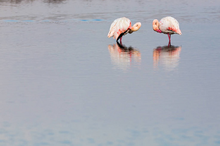 粉红色的火烈鸟在水中行走