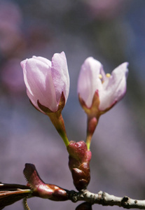 特写的樱花