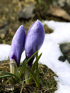 在雪地里的藏红花