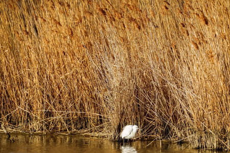 白鹭 ardea cinerea 是苍鹭家族中的一种涉水鸟类