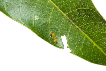 年轻的毛毛虫图片