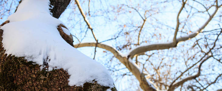 被雪覆盖着的树干