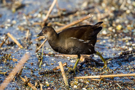 常见的红松鸡 Gallinula chloropus 也称为沼泽