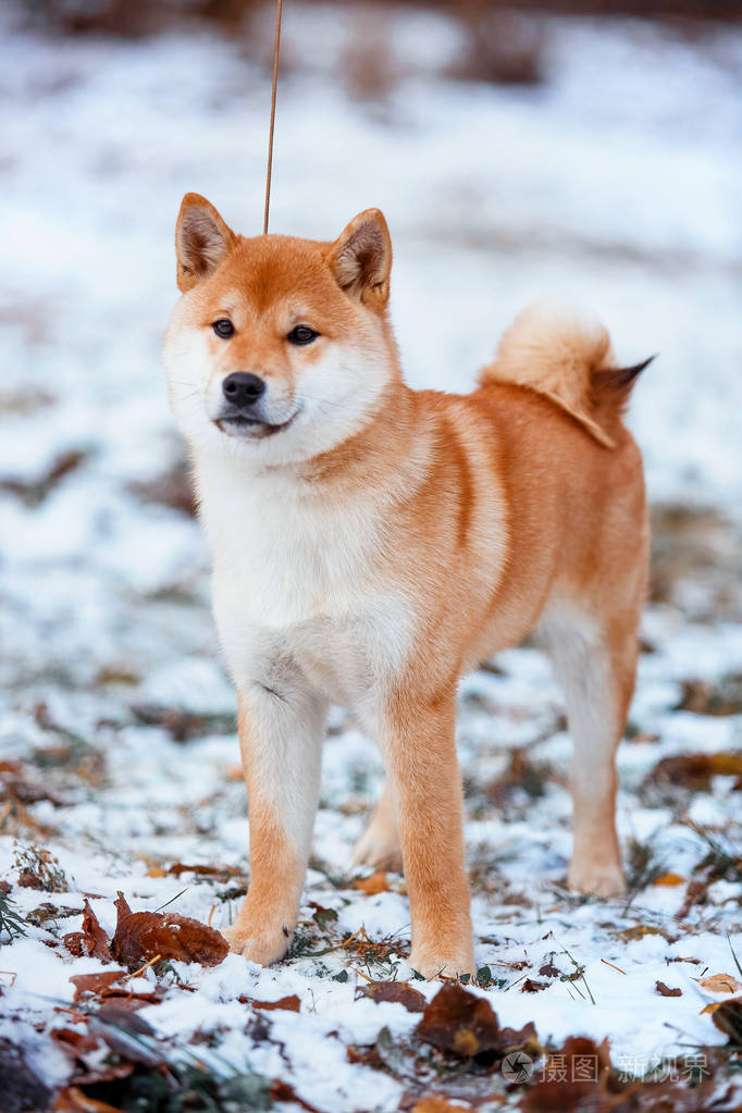 红发女郎狗日本芝犬