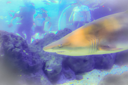 韩国济州济州岛水族馆鲨鱼图片