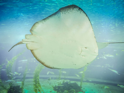 蝠鲼学校韩国济州岛水族馆的魟鱼照片