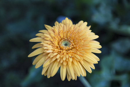 黄色的 gerbera 在有绿色背景的花园