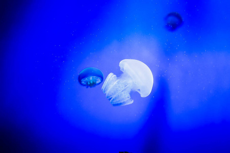 韩国济州岛水族馆的水母图片