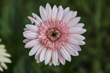 粉红色的 gerbera 在花园与绿色背景