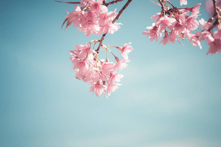 美丽的复古樱花树花