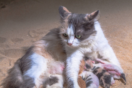 猫在沙子