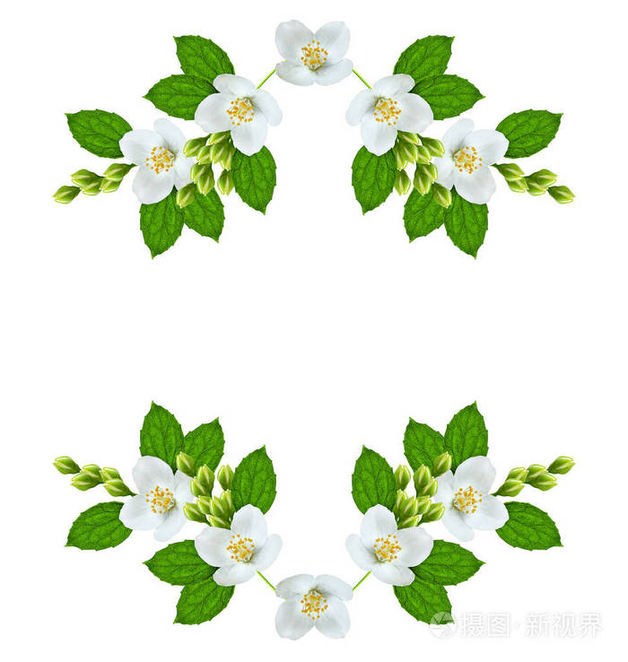 孤立的白色背景上的茉莉花的分支