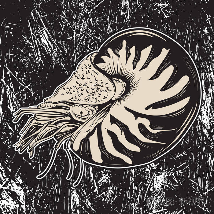 矢量手绘制的插图的写实风格在贝类鹦鹉螺插画-正版商用图片0wtpyi-摄