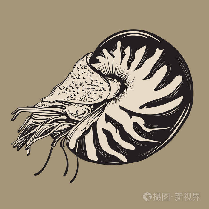 鹦鹉螺简笔画 彩色图片