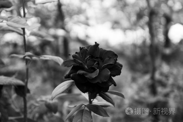 玫瑰哥特式黑色和白色照片-正版商用图片0wtqjm-摄图新视界